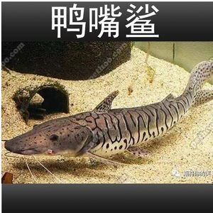 虎斑魚是一種適合家庭飼養的小型熱帶觀賞魚的小型熱帶觀賞魚：國王虎斑異型魚的飼養方法 虎斑魚是一種適合家庭飼養的小型熱帶觀賞魚的小型熱帶觀賞魚：國王虎斑異型魚的飼養方法 虎魚百科 第2張