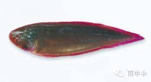 1000種魚的名字大全
