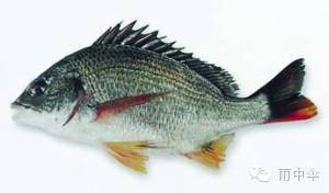 1000種魚的名字大全