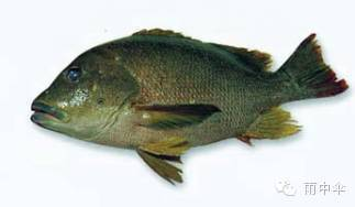 1000種魚的名字大全