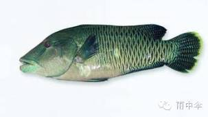 1000種魚的名字大全