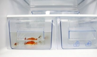 大型魚缸一天用多少電：大型魚缸一天的用電量受多種因素影響