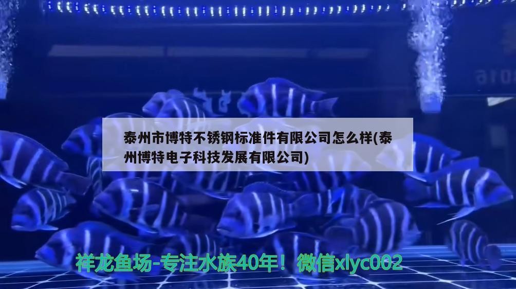 泰州市博特不銹鋼標準件有限公司怎么樣(泰州博特電子科技發(fā)展有限公司)