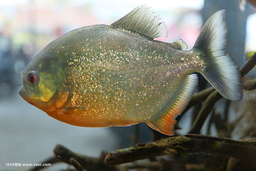 小蘇虎魚(yú)好養(yǎng)嗎：小蘇虎魚(yú)的養(yǎng)護(hù)難度主要取決于幾個(gè)因素