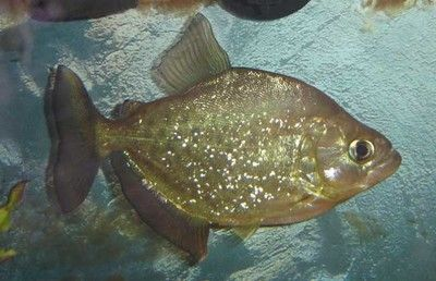 小蘇虎魚(yú)好養(yǎng)嗎：小蘇虎魚(yú)的養(yǎng)護(hù)難度主要取決于幾個(gè)因素