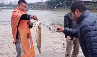 欽州龍魚vs祥龍魚場（欽州龍魚專賣店與祥龍魚場的區(qū)別）