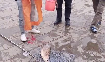 欽州龍魚vs祥龍魚場（欽州龍魚專賣店與祥龍魚場的區(qū)別）