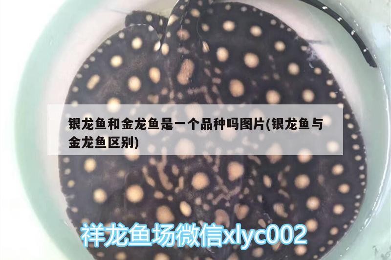 銀龍魚和金龍魚是一個(gè)品種嗎圖片(銀龍魚與金龍魚區(qū)別)