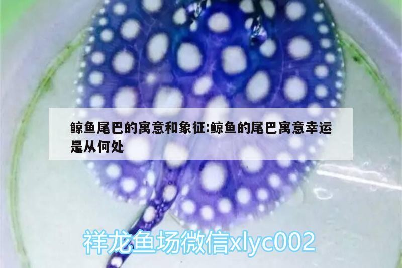 鯨魚尾巴的寓意和象征:鯨魚的尾巴寓意幸運是從何處