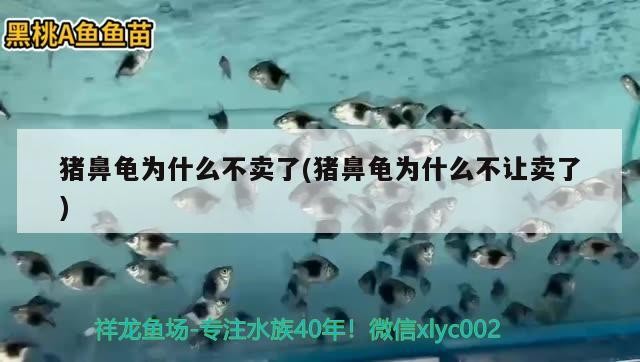 豬鼻龜為什么不賣了(豬鼻龜為什么不讓賣了) 豬鼻龜為什么不賣了(豬鼻龜為什么不讓賣了) 豬鼻龜百科