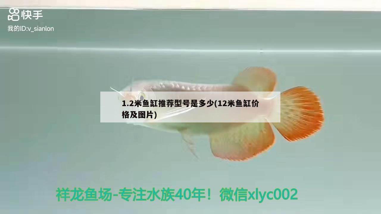 1.2米魚缸推薦型號是多少(12米魚缸價(jià)格及圖片)