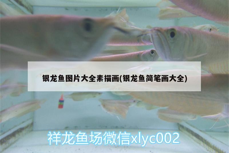 銀龍魚圖片大全素描畫(銀龍魚簡筆畫大全) 銀龍魚圖片大全素描畫(銀龍魚簡筆畫大全) 銀龍魚百科