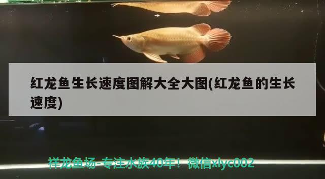 襄樊水族批發(fā)市場在哪里有賣海鮮的（想去貴州的黃果樹，苗寨、侗寨、小七孔、鎮(zhèn)）