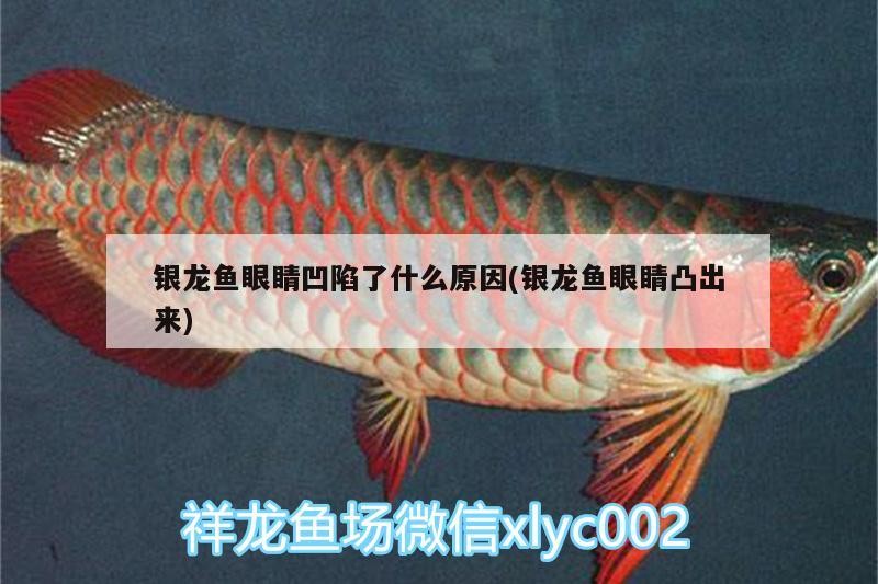 銀龍魚眼睛凹陷了什么原因(銀龍魚眼睛凸出來) 銀龍魚眼睛凹陷了什么原因(銀龍魚眼睛凸出來) 銀龍魚百科