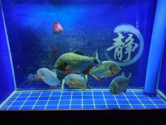 魚缸過濾系統都有什么器材（魚缸過濾系統都有什么器材組成）
