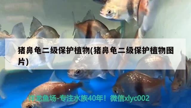 豬鼻龜二級保護植物(豬鼻龜二級保護植物圖片)