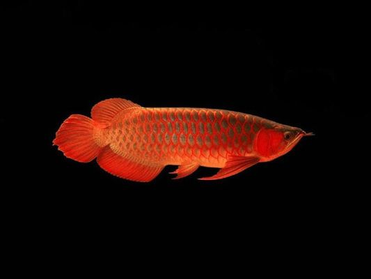龍魚證書上哪個是網(wǎng)址vs祥龍魚場:如何查詢祥龍魚場龍魚證書真?zhèn)伪鎰e方法 vs祥龍魚場 第4張 龍魚證書上哪個是網(wǎng)址vs祥龍魚場:如何查詢祥龍魚場龍魚證書真?zhèn)伪鎰e方法 龍魚證書上哪個是網(wǎng)址vs祥龍魚場:如何查詢祥龍魚場龍魚證書真?zhèn)伪鎰e方法 vs祥龍魚場 第4張