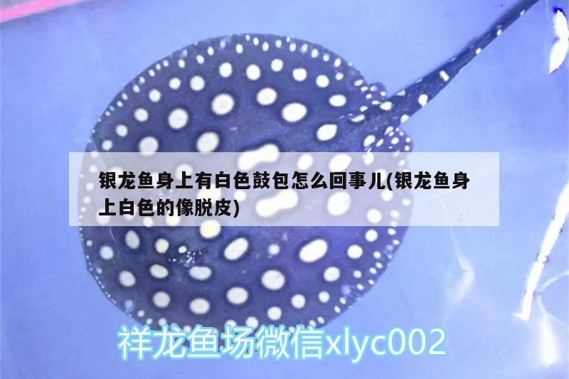 銀龍魚身上有白色鼓包怎么回事兒(銀龍魚身上白色的像脫皮) 銀龍魚身上有白色鼓包怎么回事兒(銀龍魚身上白色的像脫皮) 銀龍魚百科