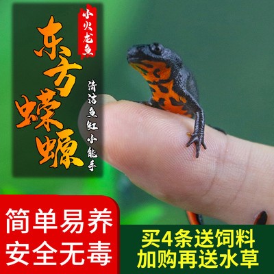 龍魚十大名牌排行榜