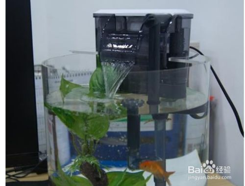 好的魚(yú)缸過(guò)濾器能不能用，如何選擇適合魚(yú)缸的過(guò)濾器 好的魚(yú)缸過(guò)濾器能不能用，如何選擇適合魚(yú)缸的過(guò)濾器 魚(yú)缸百科 第3張