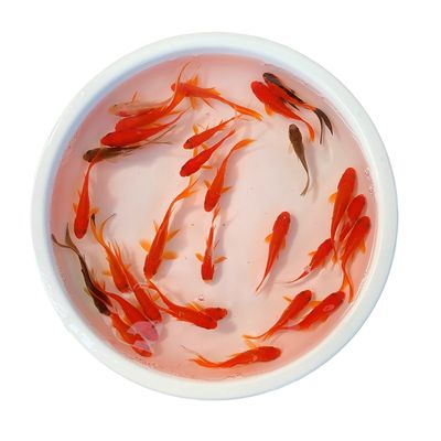 龍魚魚食品牌vs祥龍魚場：龍魚魚食品牌與祥龍魚場在市場競爭中展開激烈角逐 龍魚魚食品牌vs祥龍魚場：龍魚魚食品牌與祥龍魚場在市場競爭中展開激烈角逐 vs祥龍魚場 第4張