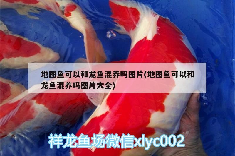地圖魚可以和龍魚混養(yǎng)嗎圖片(地圖魚可以和龍魚混養(yǎng)嗎圖片大全)