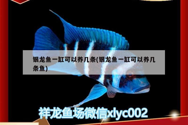 銀龍魚一缸可以養幾條(銀龍魚一缸可以養幾條魚)