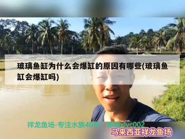 玻璃魚缸為什么會爆缸的原因有哪些(玻璃魚缸會爆缸嗎) 玻璃魚缸為什么會爆缸的原因有哪些(玻璃魚缸會爆缸嗎) 魟魚百科