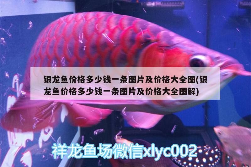 銀龍魚價格多少錢一條圖片及價格大全圖(銀龍魚價格多少錢一條圖片及價格大全圖解) 銀龍魚價格多少錢一條圖片及價格大全圖(銀龍魚價格多少錢一條圖片及價格大全圖解) 銀龍魚百科