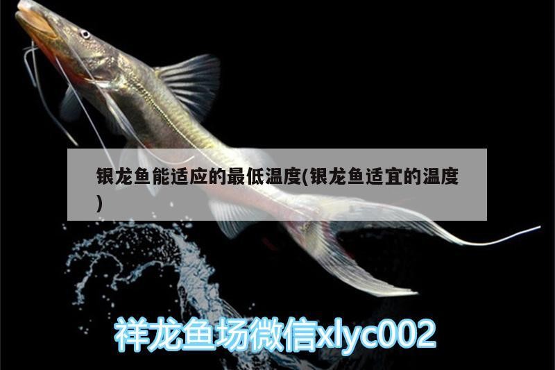 銀龍魚能適應的最低溫度(銀龍魚適宜的溫度) 銀龍魚能適應的最低溫度(銀龍魚適宜的溫度) 銀龍魚百科
