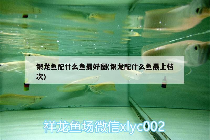 銀龍魚配什么魚最好圖(銀龍配什么魚最上檔次) 銀龍魚配什么魚最好圖(銀龍配什么魚最上檔次) 銀龍魚百科