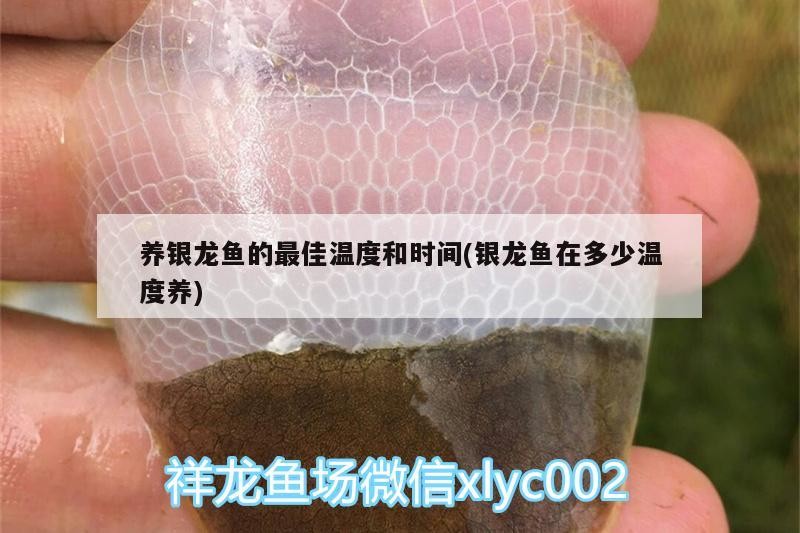養銀龍魚的最佳溫度和時間(銀龍魚在多少溫度養)