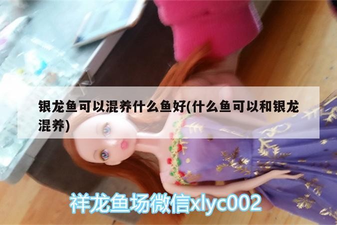 銀龍魚可以混養(yǎng)什么魚好(什么魚可以和銀龍混養(yǎng))