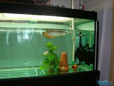 大魚缸怎么換水？：大魚缸換水步驟及注意事項