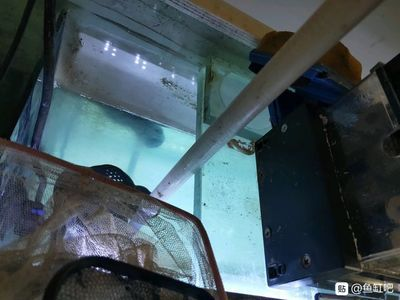 側(cè)濾魚缸如何改造好看：側(cè)濾魚缸改造方法