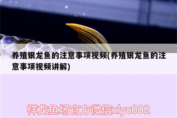養殖銀龍魚的注意事項視頻(養殖銀龍魚的注意事項視頻講解)