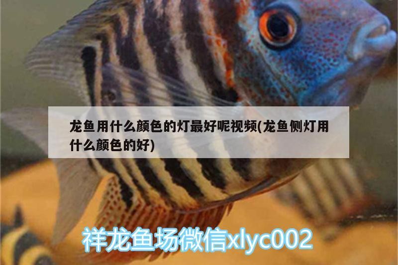 龍魚用什么顏色的燈最好呢視頻(龍魚側燈用什么顏色的好) 龍魚用什么顏色的燈最好呢視頻(龍魚側燈用什么顏色的好) 虎魚百科