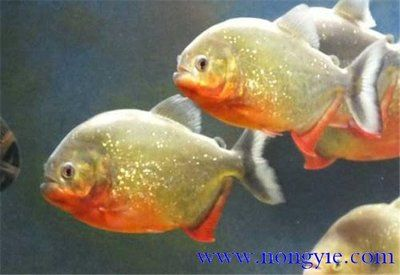 虎魚養(yǎng)幾條好一點的：養(yǎng)虎魚的最佳數(shù)量取決于多個因素