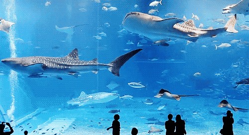 鄂爾多斯水族館vs祥龍魚場（內蒙古鄂爾多斯水族館和祥龍魚場和觀賞魚有什么關系）