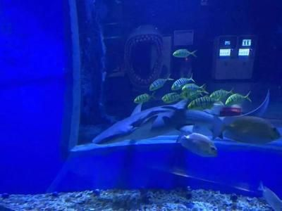 鄂爾多斯水族館vs祥龍魚場（內蒙古鄂爾多斯水族館和祥龍魚場和觀賞魚有什么關系）