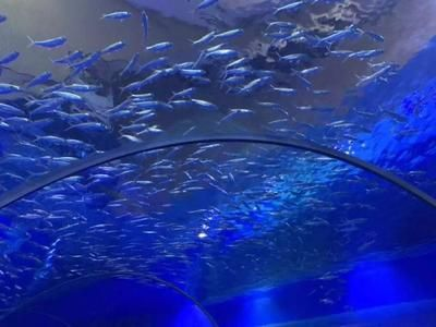 鄂爾多斯水族館vs祥龍魚場（內蒙古鄂爾多斯水族館和祥龍魚場和觀賞魚有什么關系）