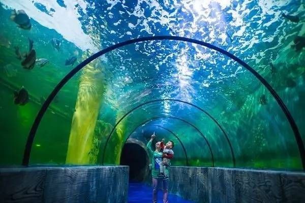 鄂爾多斯水族館vs祥龍魚場（內蒙古鄂爾多斯水族館和祥龍魚場和觀賞魚有什么關系）