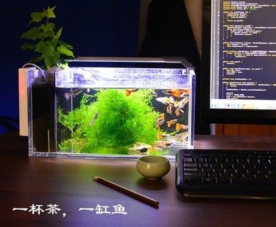 茶葉可以放魚缸里嗎:茶葉可以放魚缸里嗎? 魚缸百科 第2張 茶葉可以放魚缸里嗎:茶葉可以放魚缸里嗎? 茶葉可以放魚缸里嗎:茶葉可以放魚缸里嗎? 魚缸百科 第2張