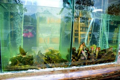 茶葉可以放魚缸里嗎:茶葉可以放魚缸里嗎? 魚缸百科 第3張 茶葉可以放魚缸里嗎:茶葉可以放魚缸里嗎? 茶葉可以放魚缸里嗎:茶葉可以放魚缸里嗎? 魚缸百科 第3張