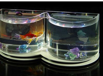 玻璃圓魚缸能養活魚嗎視頻：玻璃圓魚缸是否適合養魚