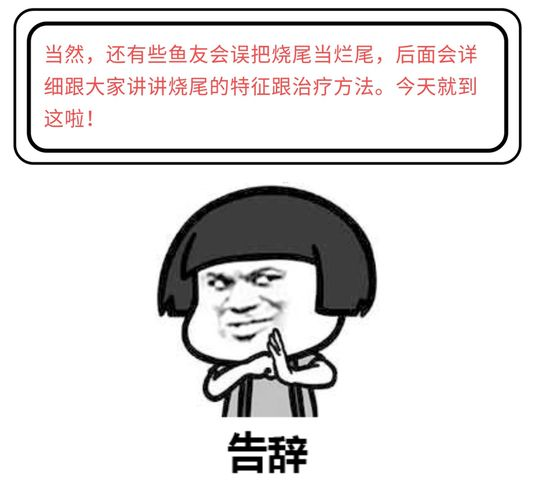 紅龍魚爛尾了怎么辦：如何處理紅龍魚爛尾的問題