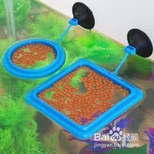 龍魚養(yǎng)水的正確方法是什么vs祥龍魚場：養(yǎng)水龍魚的正確方法