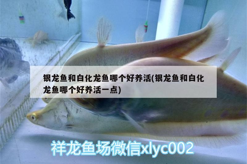 銀龍魚和白化龍魚哪個好養活(銀龍魚和白化龍魚哪個好養活一點)