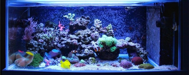 魚缸的燈可以是照明燈嗎晚上需要關嗎 魚缸的燈可以是照明燈嗎晚上需要關嗎 金龍魚百科