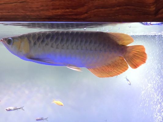 紅龍魚顏色變淡怎么回事：紅龍魚顏色變淡可能由多種因素引起紅龍魚顏色變淡可能由多種因素引起